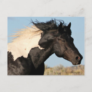 wilde hengst Briefkaart