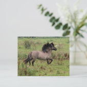 wilde hengst briefkaart (Staand voorkant)