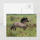 wilde hengst briefkaart (Voorkant / Achterkant)