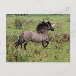 wilde hengst briefkaart