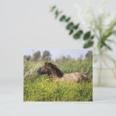 wilde hengst briefkaart (Staand voorkant)