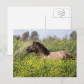 wilde hengst briefkaart (Voorkant / Achterkant)
