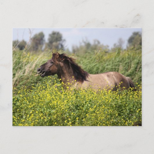 wilde hengst briefkaart (Voorkant)