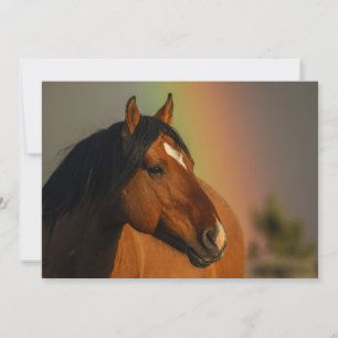 Wilde hengst, gouden licht en regenboog bedankkaart