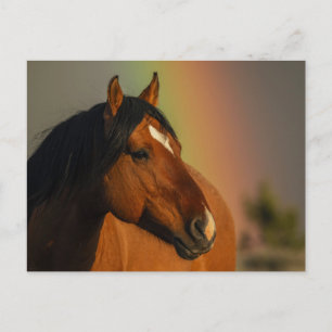 Wilde hengst, Gouden Licht en Regenboog Briefkaart
