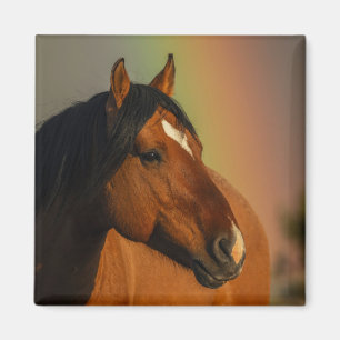 Wilde hengst, Gouden Licht en Regenboog Magneet