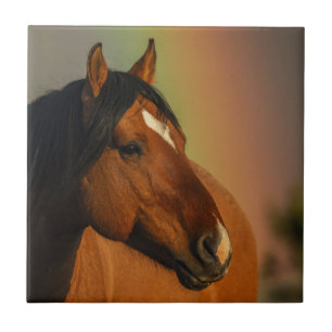 Wilde hengst, Gouden Licht en Regenboog Tegeltje