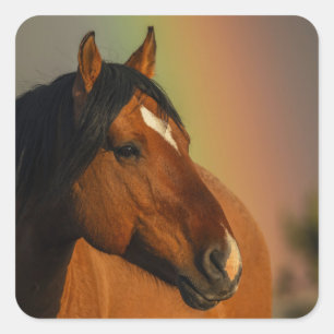 Wilde hengst, Gouden Licht en Regenboog Vierkante Sticker