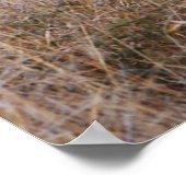 Wilde Honden Poster en Print (Hoek)