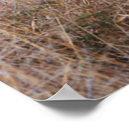 Wilde Honden Poster en Print (Hoek)