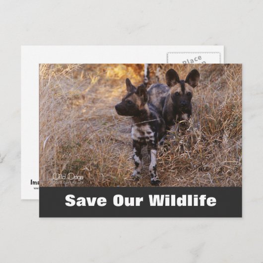 Wilde honden, red ons Briefkaart (Voorkant / Achterkant)