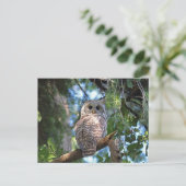 Wilde Hoot Owl Staring in het bos Briefkaart (Staand voorkant)