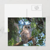 Wilde Hoot Owl Staring in het bos Briefkaart (Voorkant / Achterkant)