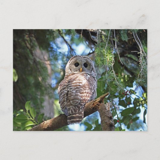 Wilde Hoot Owl Staring in het bos Briefkaart (Voorkant)