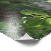 Wilde Hoot Owl Staring in het bos Foto Afdruk (Hoek)