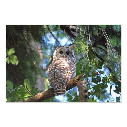 Wilde Hoot Owl Staring in het bos Foto Afdruk (Voorkant)