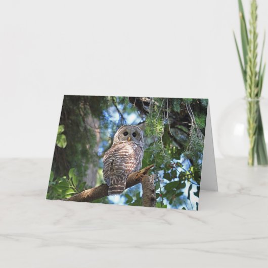 Wilde Hoot Owl Staring in het bos Kaart (Voorkant)