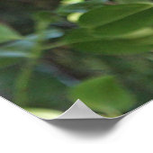 Wilde Hoot Owl Staring in het bos Poster (Hoek)