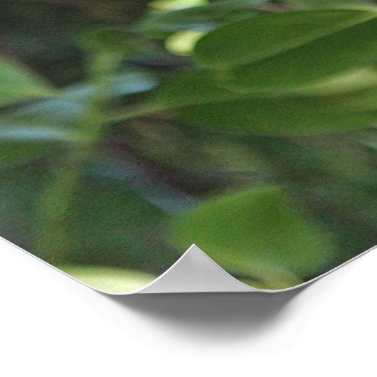 Wilde Hoot Owl Staring in het bos Poster (Hoek)