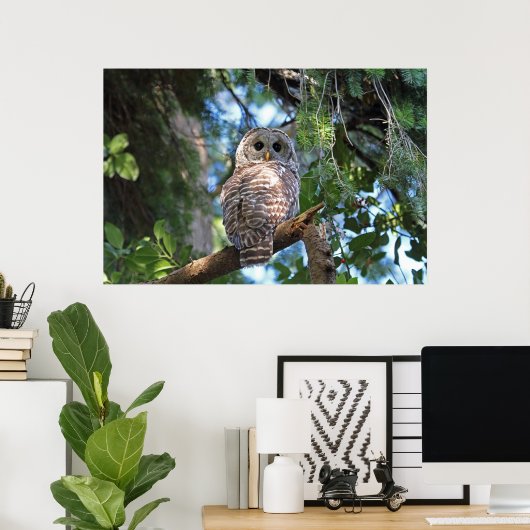 Wilde Hoot Owl Staring in het bos Poster (Thuiskantoor)