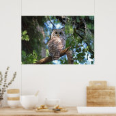 Wilde Hoot Owl Staring in het bos Poster (Keuken)