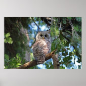 Wilde Hoot Owl Staring in het bos Poster (Voorkant)