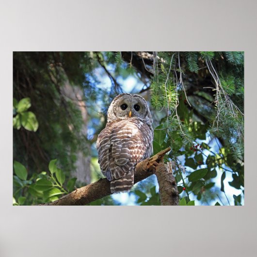 Wilde Hoot Owl Staring in het bos Poster (Voorkant)