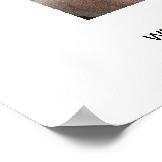 WILDE HORSE VAN DE ONAQUI MOUNTAINS, UTAH POSTER (Hoek)