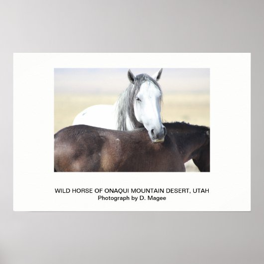 WILDE HORSE VAN DE ONAQUI MOUNTAINS, UTAH POSTER (Voorkant)
