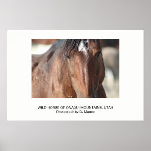 WILDE HORSE VAN DE ONAQUI MOUNTAINS, UTAH POSTER