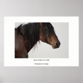 WILDE HORSE VAN HET UTAH FOTOGRAFS-POSTER POSTER (Voorkant)
