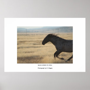 WILDE HORSE VAN HET UTAH FOTOGRAPH-POSTER POSTER