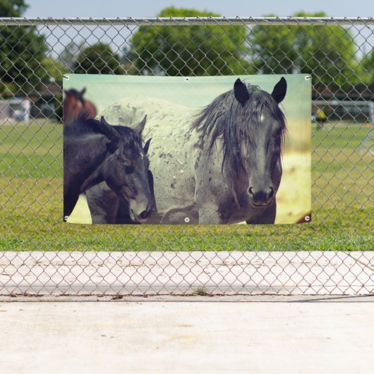 WILDE HORSES VAN UTAH ONAQUI GRAY BANNER (Insitu)