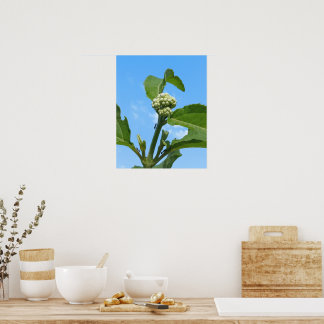 Wilde Hortensia Poster