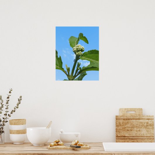 Wilde Hortensia Poster (Keuken)