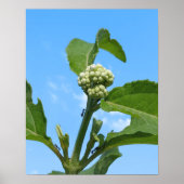 Wilde Hortensia Poster (Voorkant)