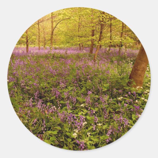 Wilde hyacint "scilla non-scripta" ronde sticker (Voorkant)
