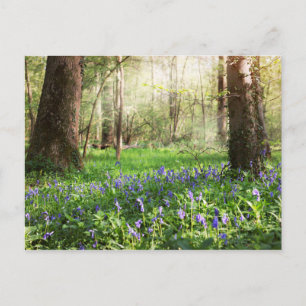 Wilde hyacinten in het bos van Ghlin in België Briefkaart