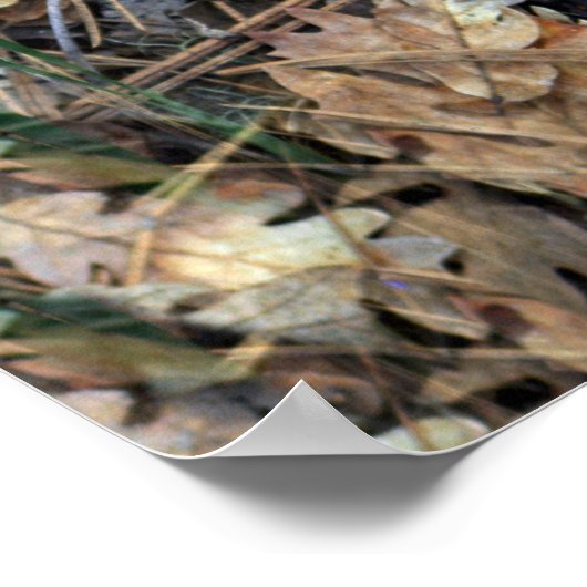 Wilde Iopen in de bossen... Poster (Hoek)