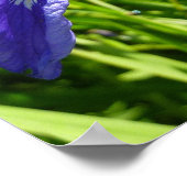 Wilde Iris en Alaskisch Landschap Poster (Hoek)