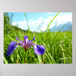 Wilde Iris en Alaskisch Landschap Poster