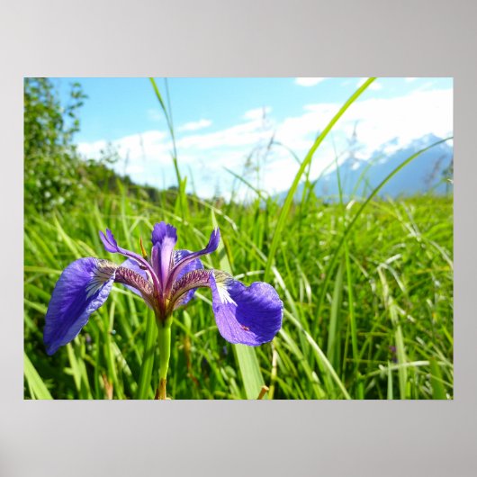 Wilde Iris en Alaskisch Landschap Poster (Voorkant)