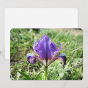 Wilde Iris Feestdagenkaart