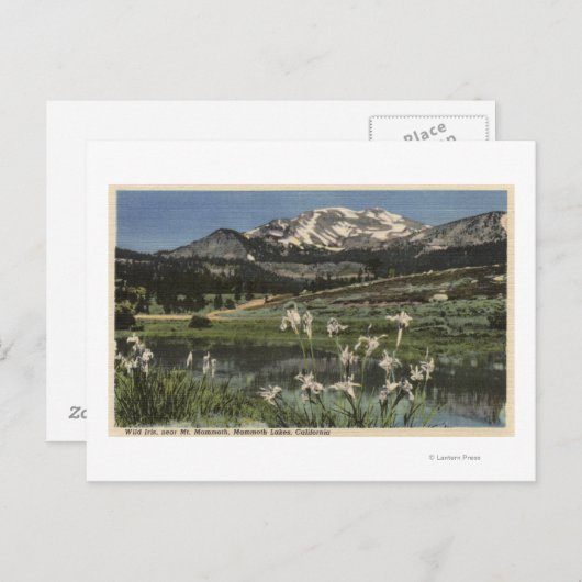 Wilde Iris groeit nabij de moedervlek van Mammoth Briefkaart (Voorkant / Achterkant)