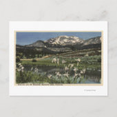 Wilde Iris groeit nabij de moedervlek van Mammoth Briefkaart (Voorkant)