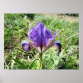 Wilde Iris Poster (Voorkant)