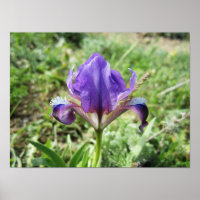 Wilde Iris