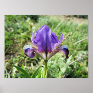 Wilde Iris Poster