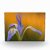 Wilde Iris Wildflower in Alpenglow Reflection