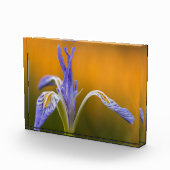 Wilde Iris Wildflower in Alpenglow Reflection Fotoblokken (Rechts)